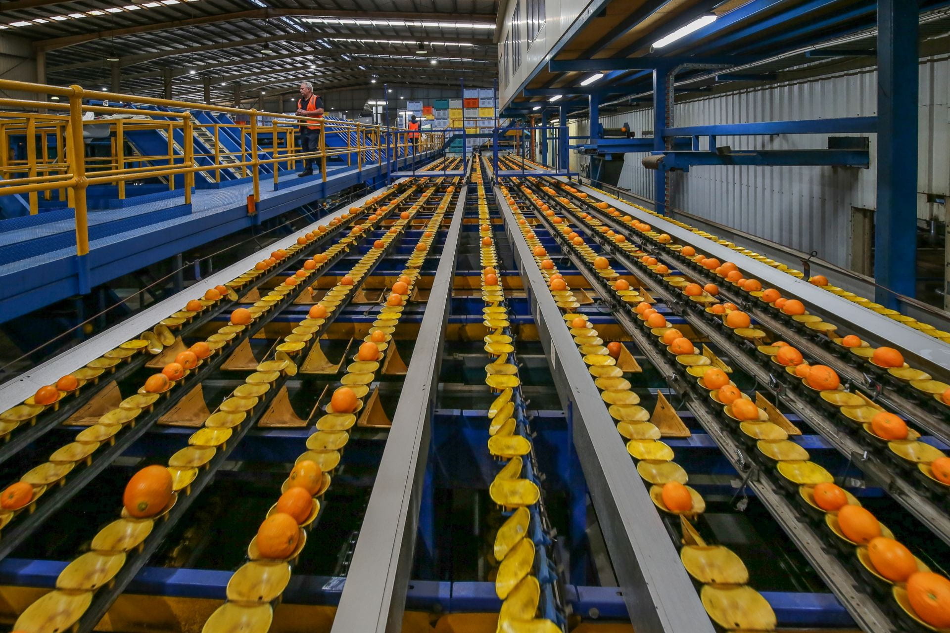 Citrus Australia leads innovative traceability project for high-value exports