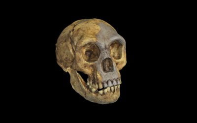 Monthly 3D Model – Homo floresiensis skull