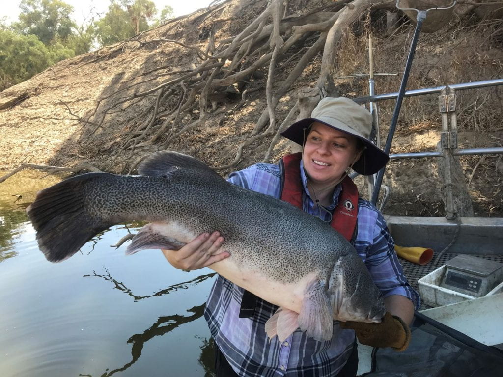 PhD candidate Leah McIntosh holds a massive fish caught from the Barwon-Darling River.