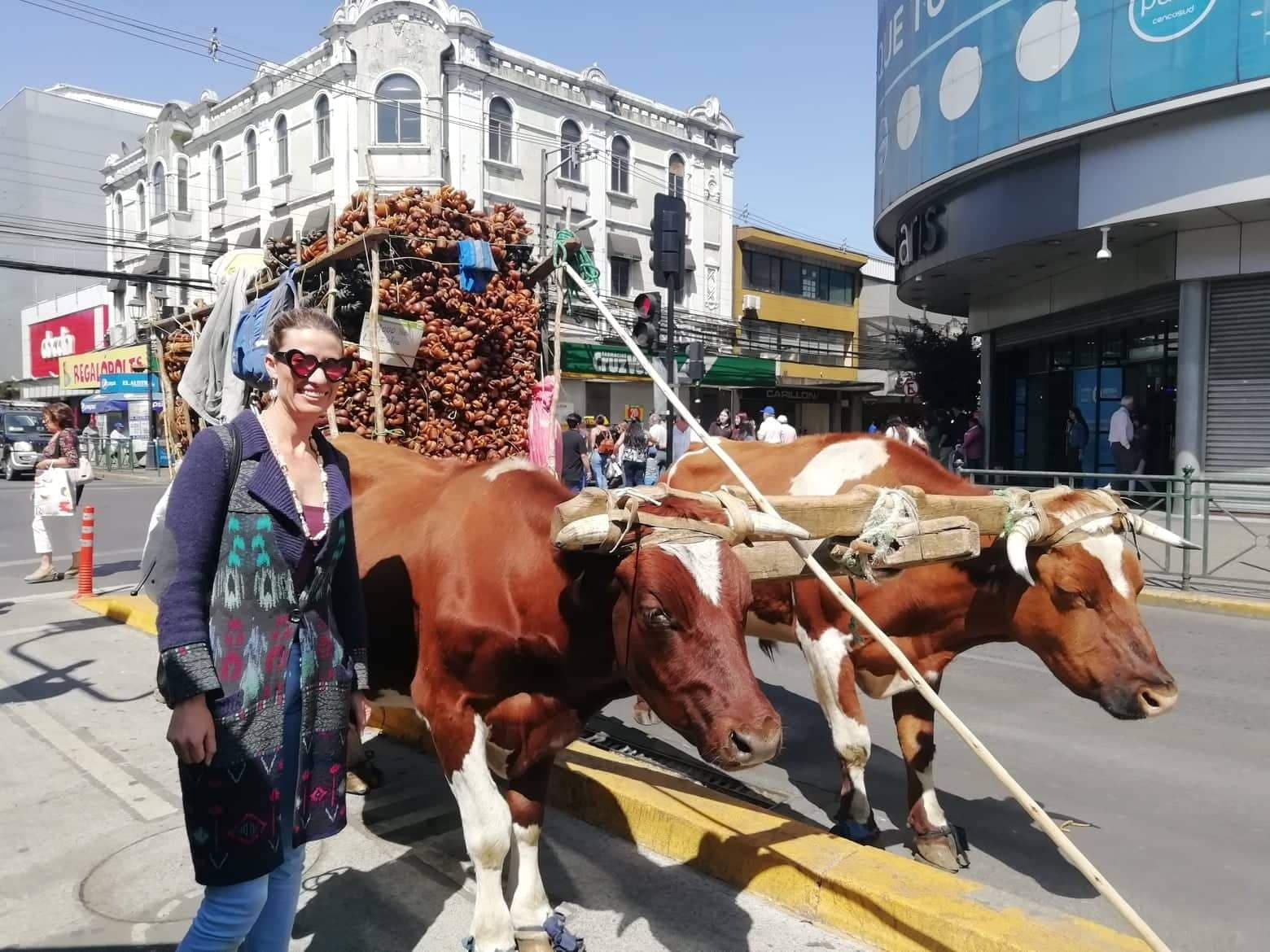 Film producer Lyndsay Urquhart in a city street in Chile, against a backgrop of historic buildings. She stands next to a bullock-drawn cart.