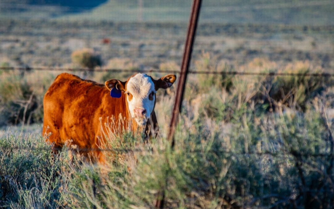 Brown and white cow with ear tag in focus behind a wire fence in rural setting