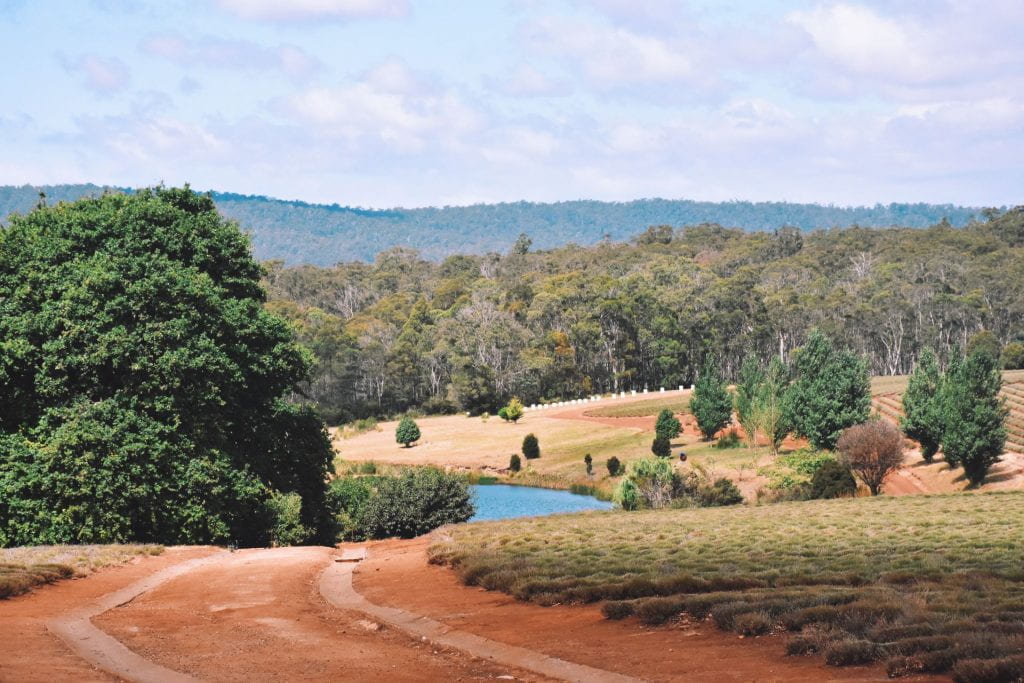 Image of Tasmanian landscape, with dirt road in the foreground