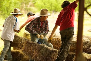 A man and three teenage boys moving hay bales