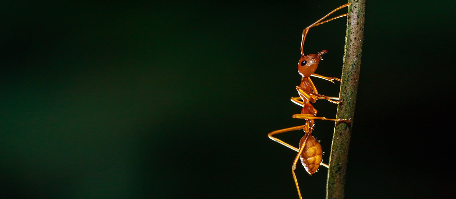 Macro image of an ant on a stalk