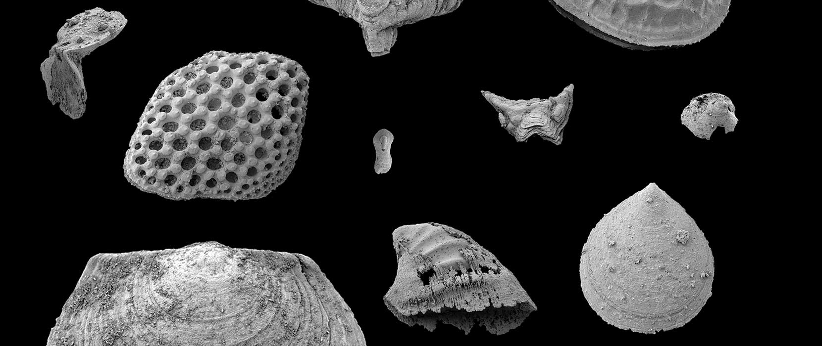 Black and white image of large and small fossil types.
