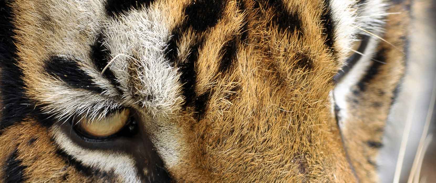 Close up of a tiger's face, showing one eye.