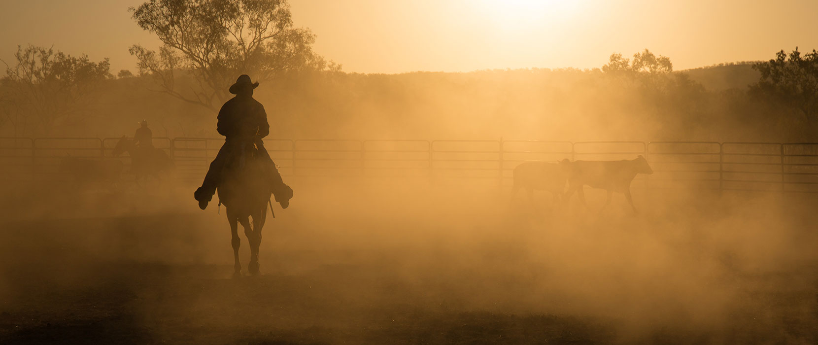 Dusty sunset with a cowboy on a horse mustering cattle.