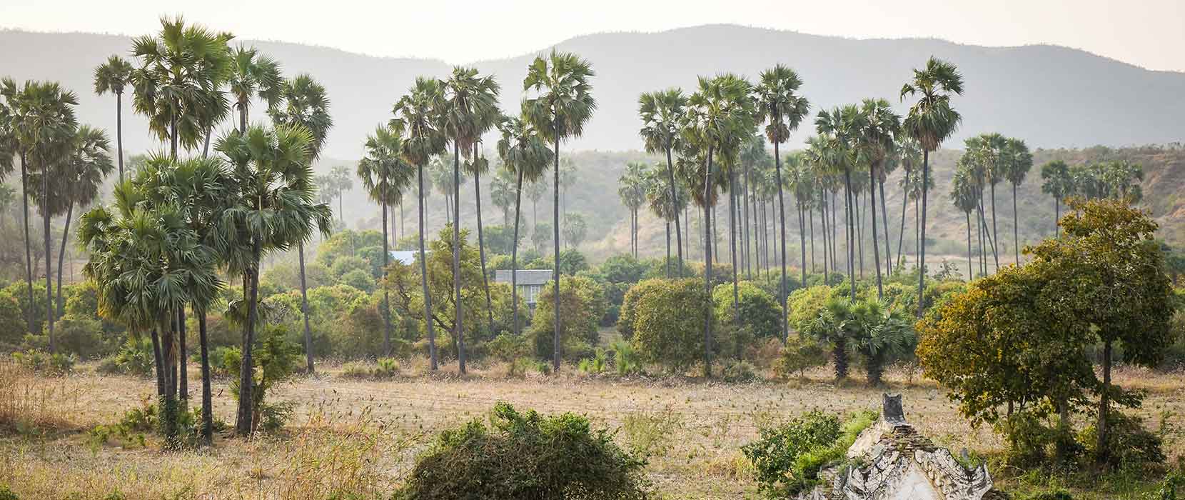Myanmar landscape with tall palms, trees, and forested mountains in the background, with low lying dwellings in the foreground.