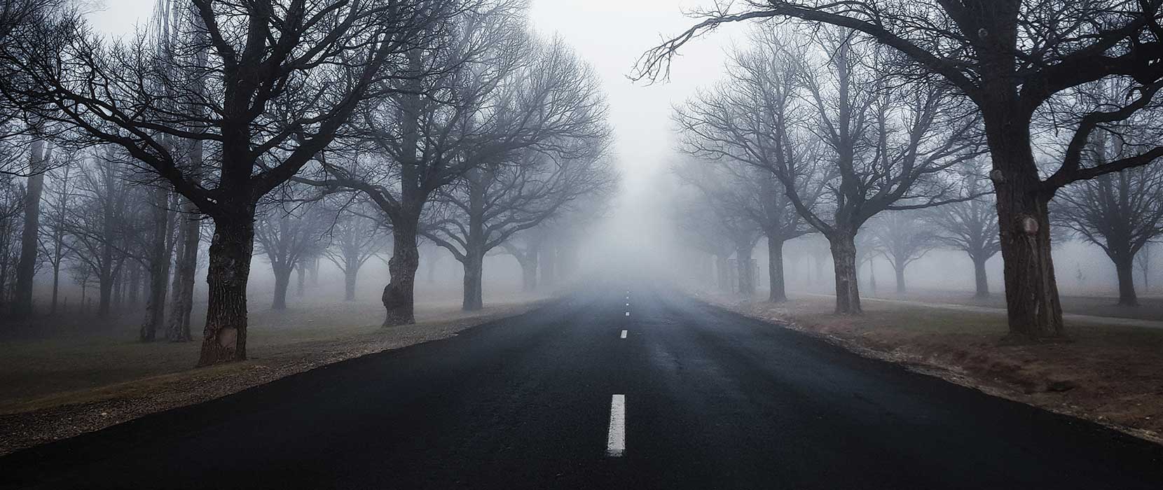A misty road lined with deciduous trees in winter.