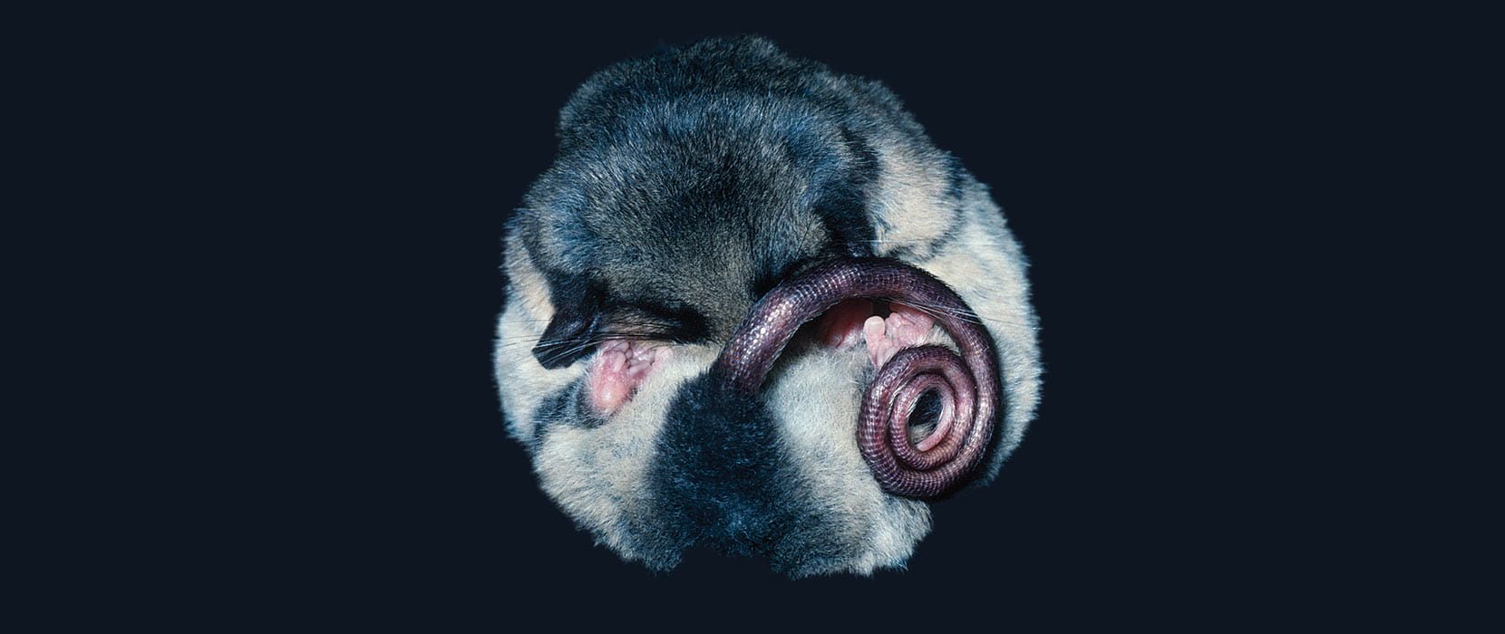 A pygmy possum curled up into a ball, on a dark blue background.