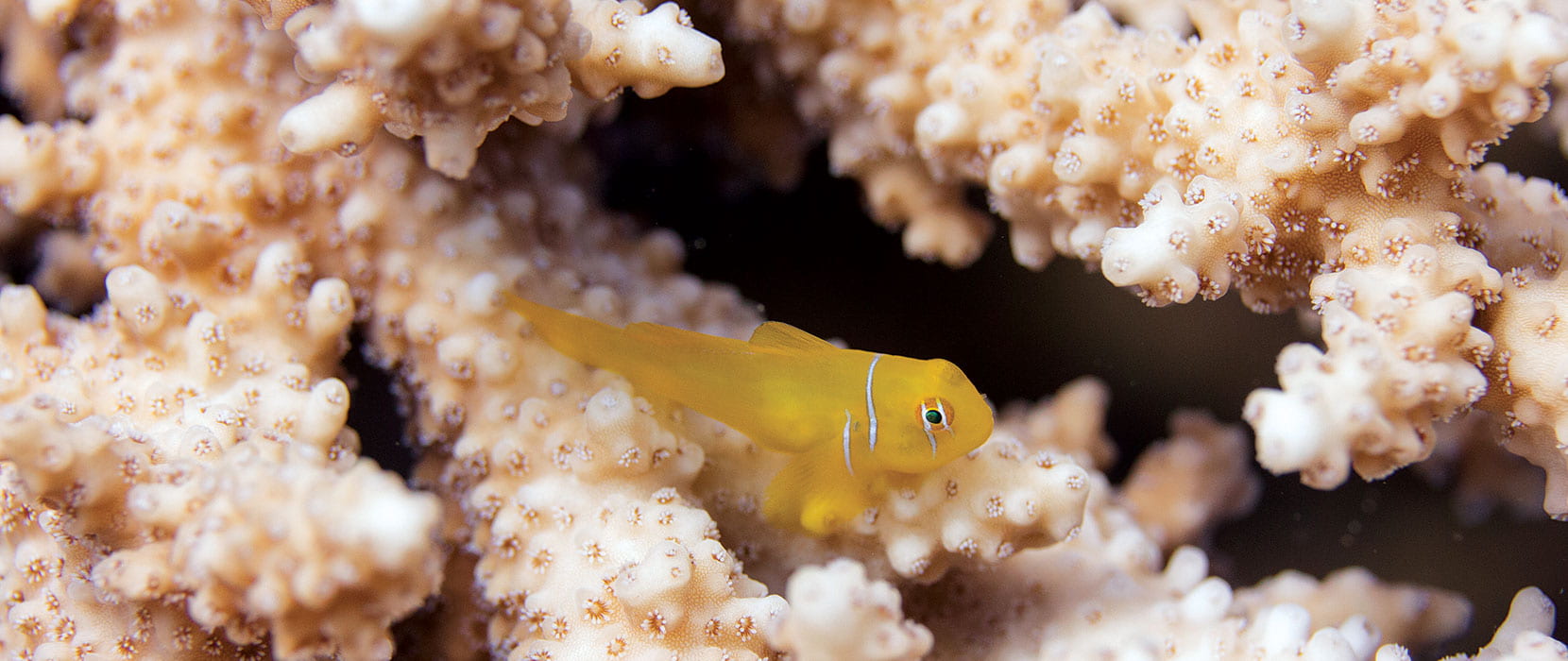 A bright yellow Goby Fish in the ocean with a coral reef.