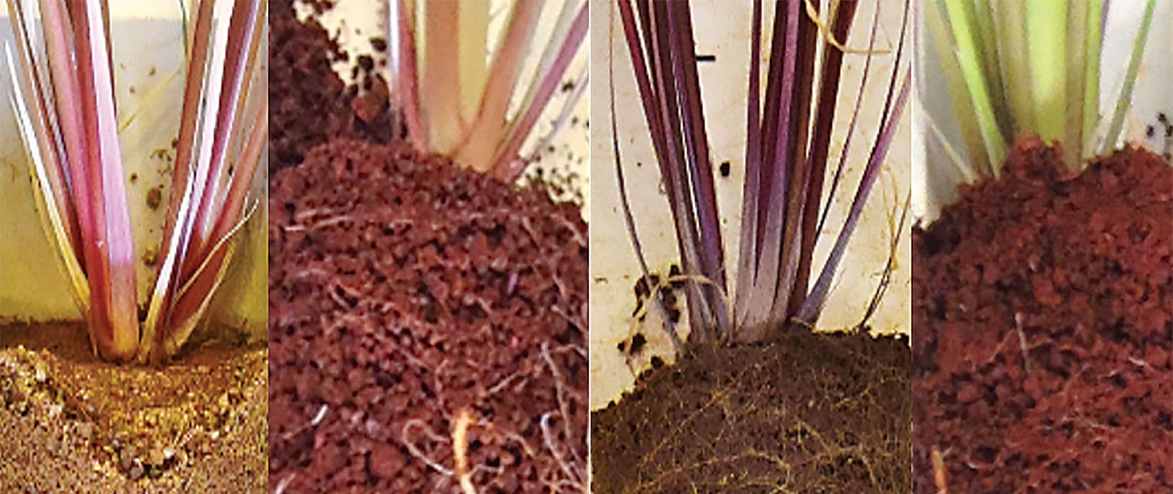 Cross-section of 4 grassy plants with roots penetrating the soil.