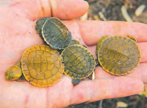 Four Cooper Creek Turtle hatchlings being held in the palm of a hand.