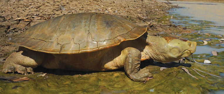 An adult Cooper Creek Turtle on the bank of Cooper Creek.